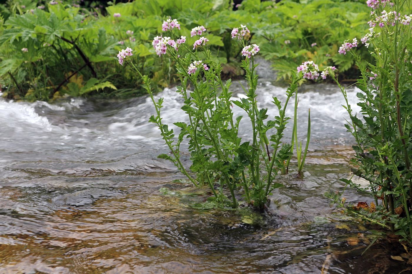 Image of Cardamine seidlitziana specimen.