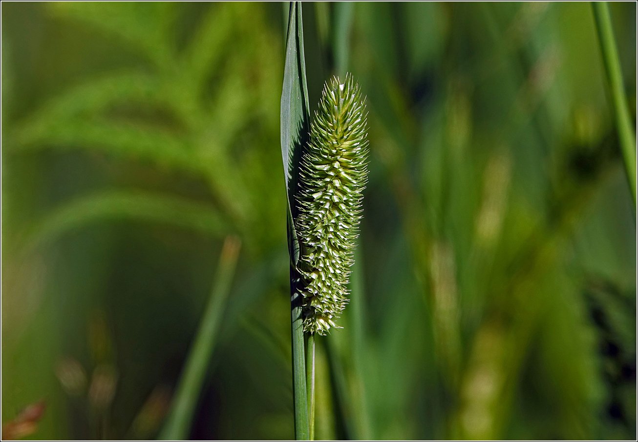 Image of Phleum pratense specimen.