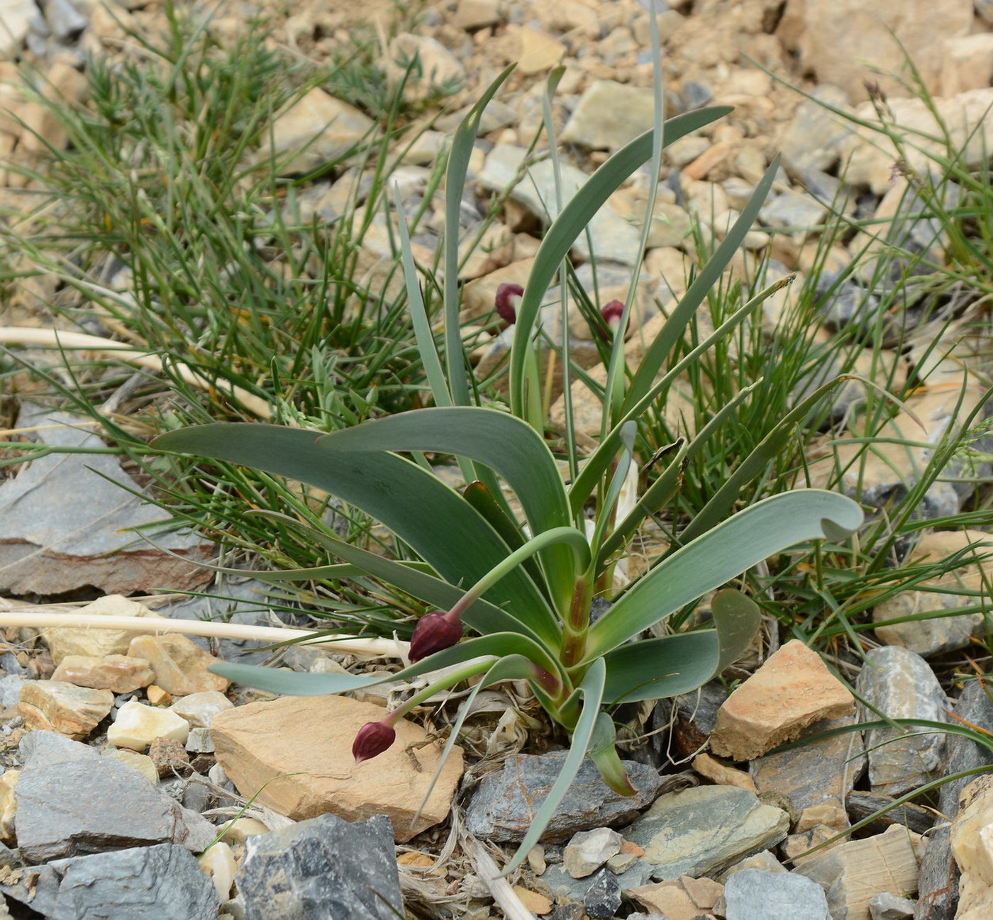 Image of Allium carolinianum specimen.