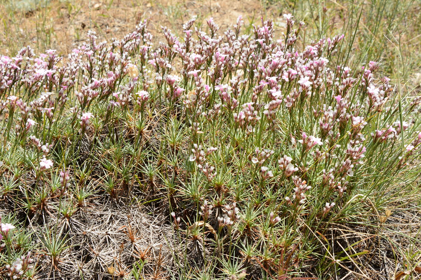 Image of genus Acantholimon specimen.