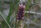 Prunella vulgaris