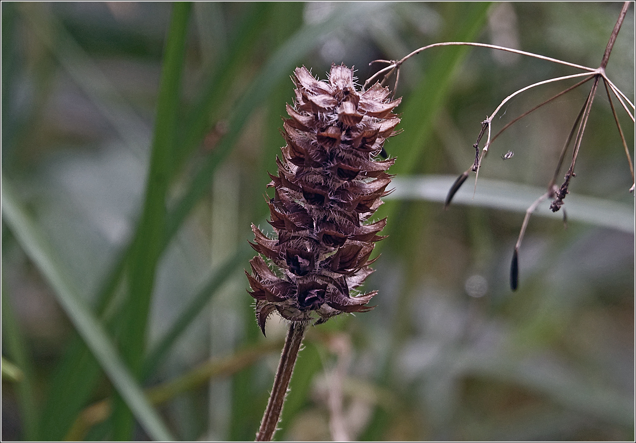 Image of Prunella vulgaris specimen.