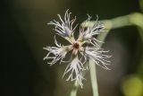 Смотреть изображение Dianthus superbus