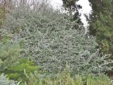 Teucrium fruticans