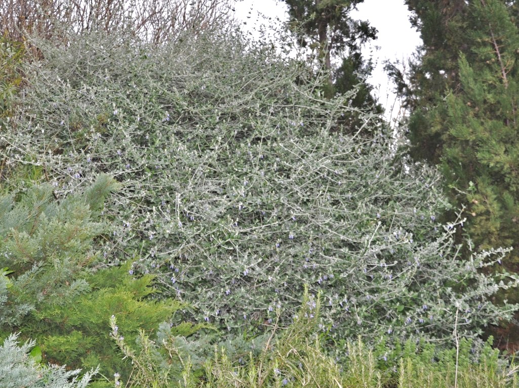 Image of Teucrium fruticans specimen.