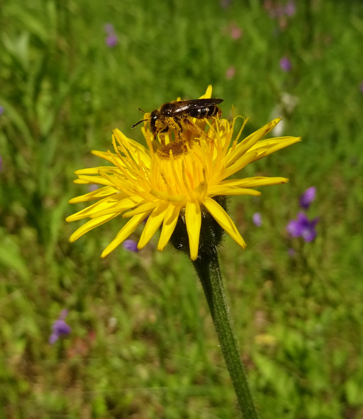 Изображение особи семейство Asteraceae.