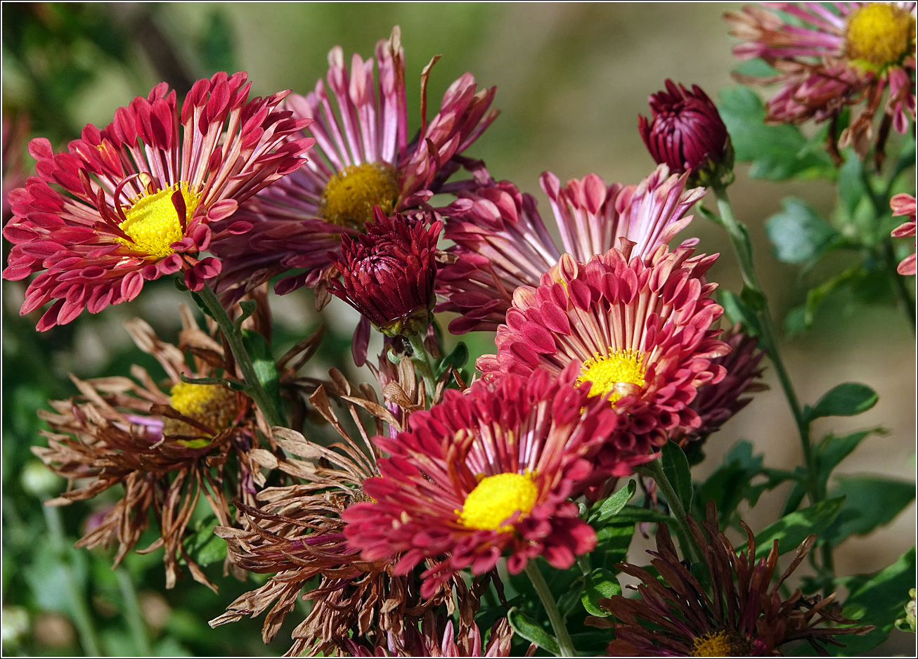 Изображение особи Chrysanthemum indicum.