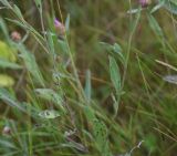 Centaurea jacea