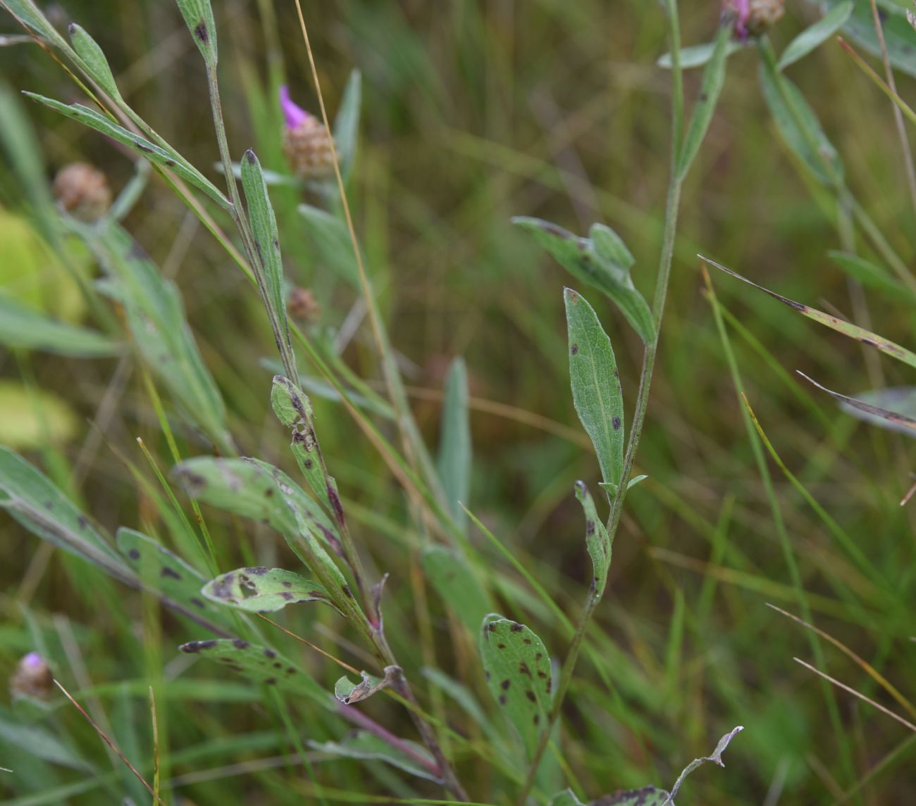 Изображение особи Centaurea jacea.