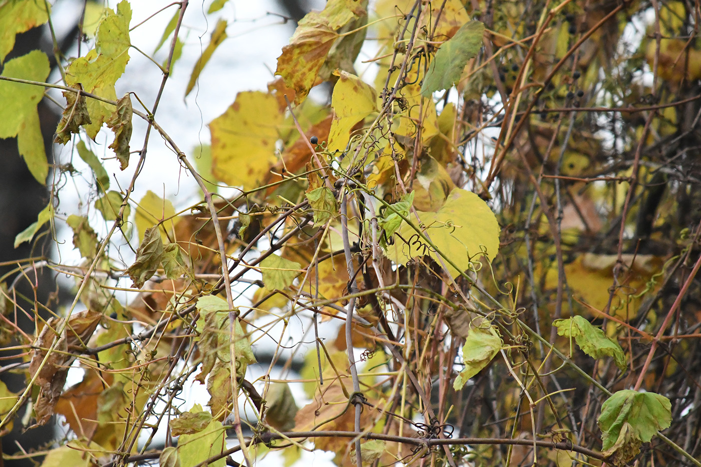 Image of genus Vitis specimen.