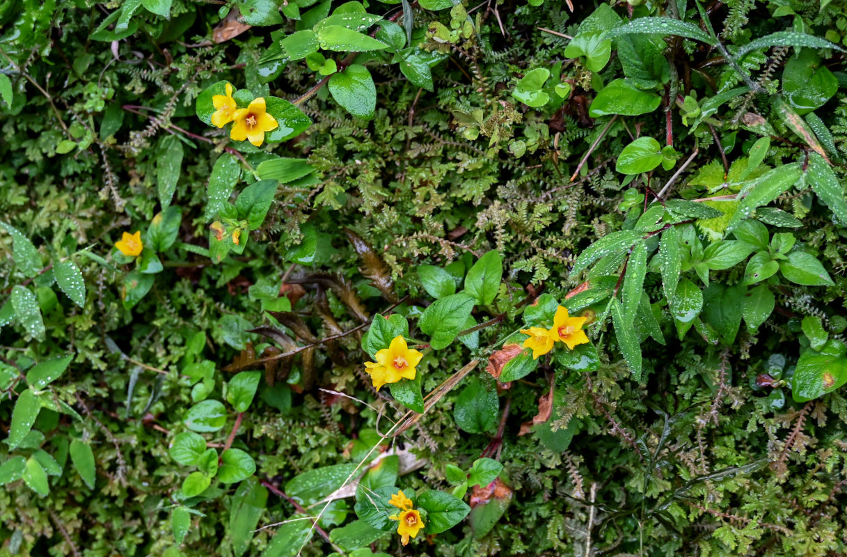 Изображение особи Lysimachia congestiflora.