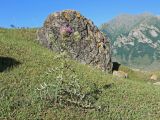 Cirsium ciliatum