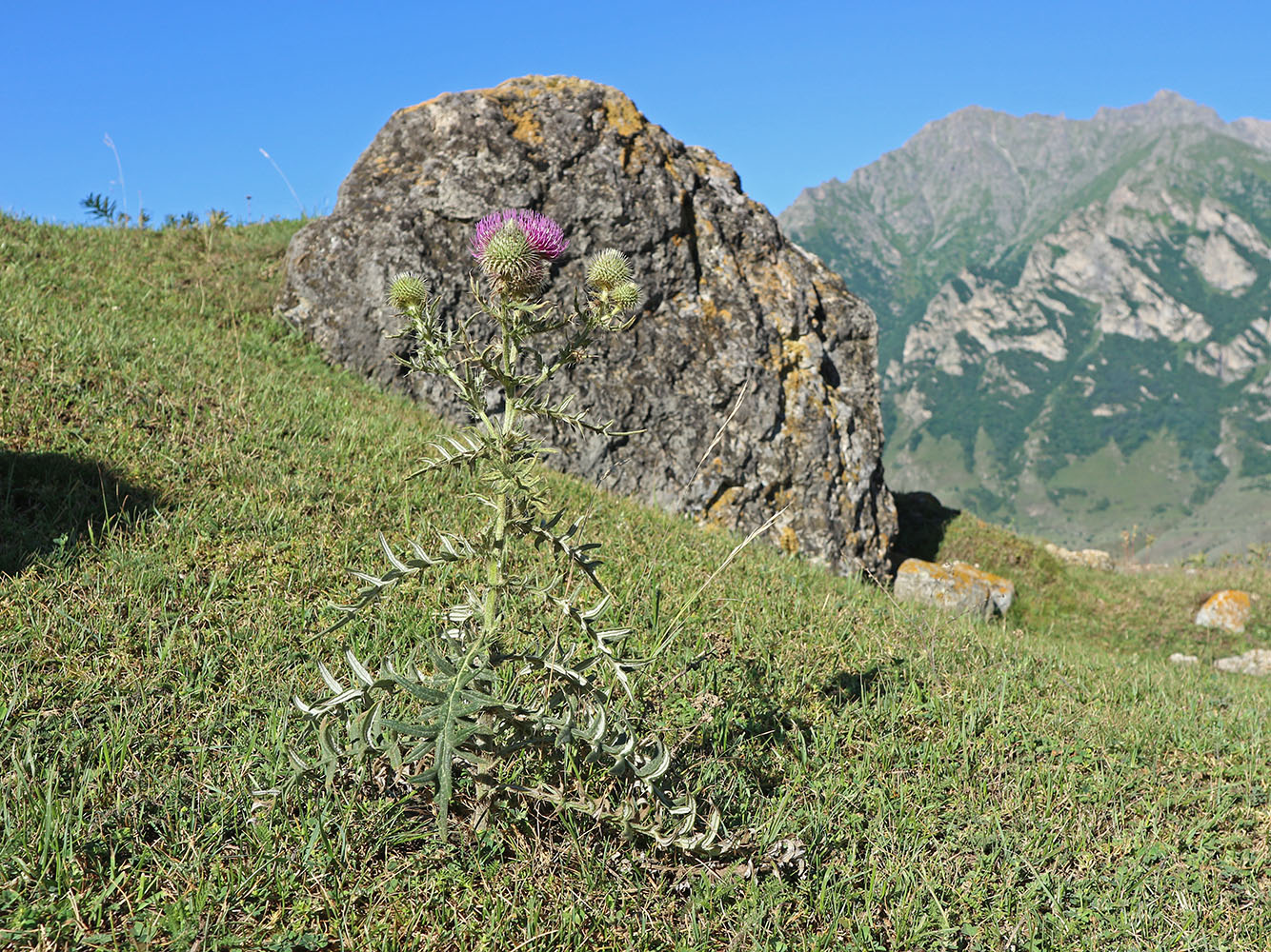 Image of Cirsium ciliatum specimen.