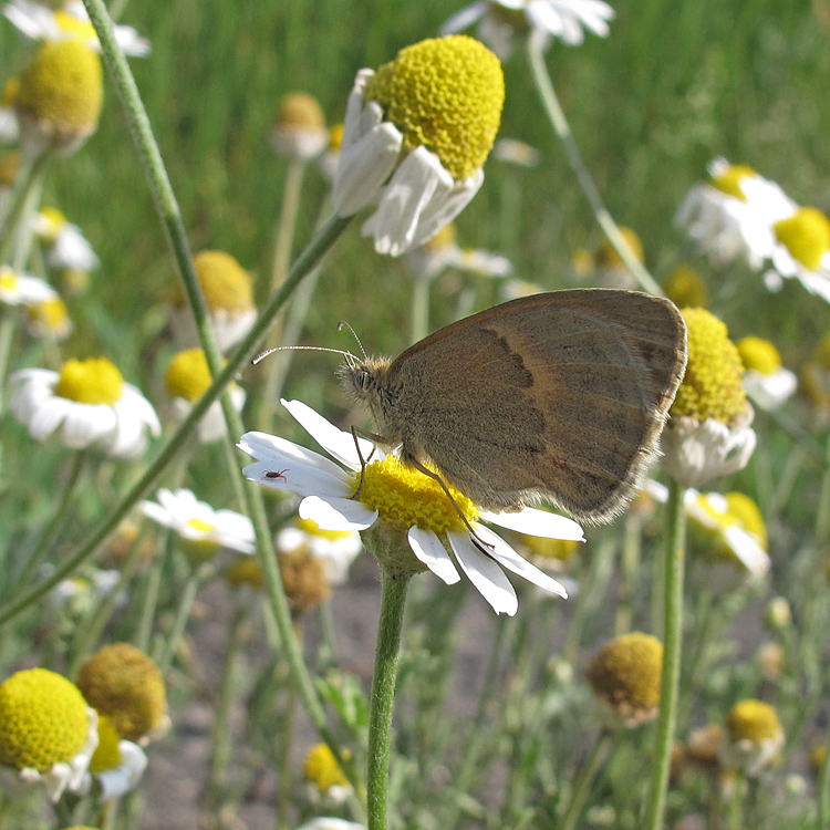 Image of Anthemis ruthenica specimen.