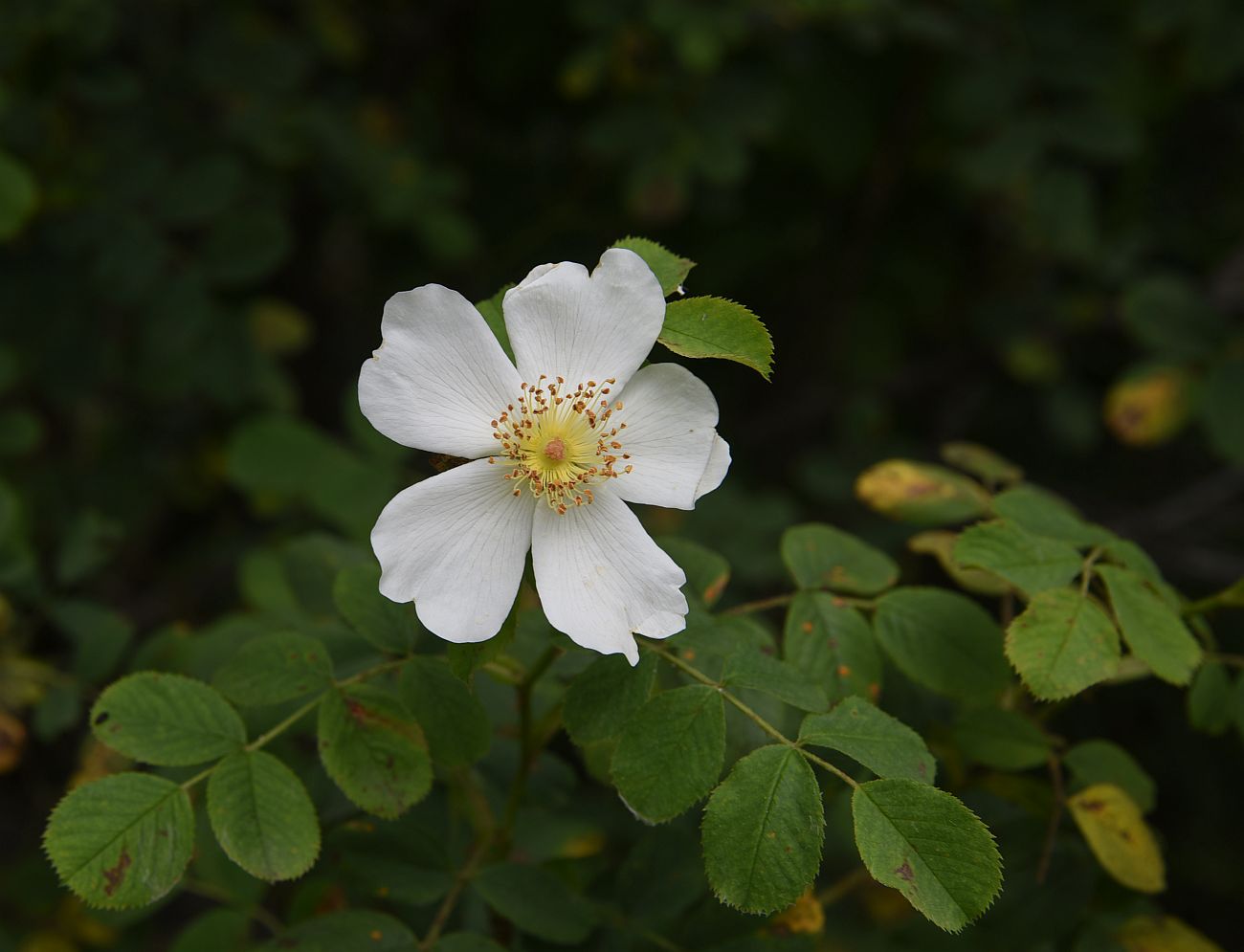 Image of genus Rosa specimen.