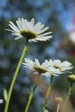 Leucanthemum ircutianum. Верхушки побегов с соцветиями. Ленинградская обл., Ломоносовский р-н, окр. Шепелёвского маяка; п-ов Каравалдай, сухой суходольный разнотравно-злаковый луг за береговым валом. 16.06.2024.