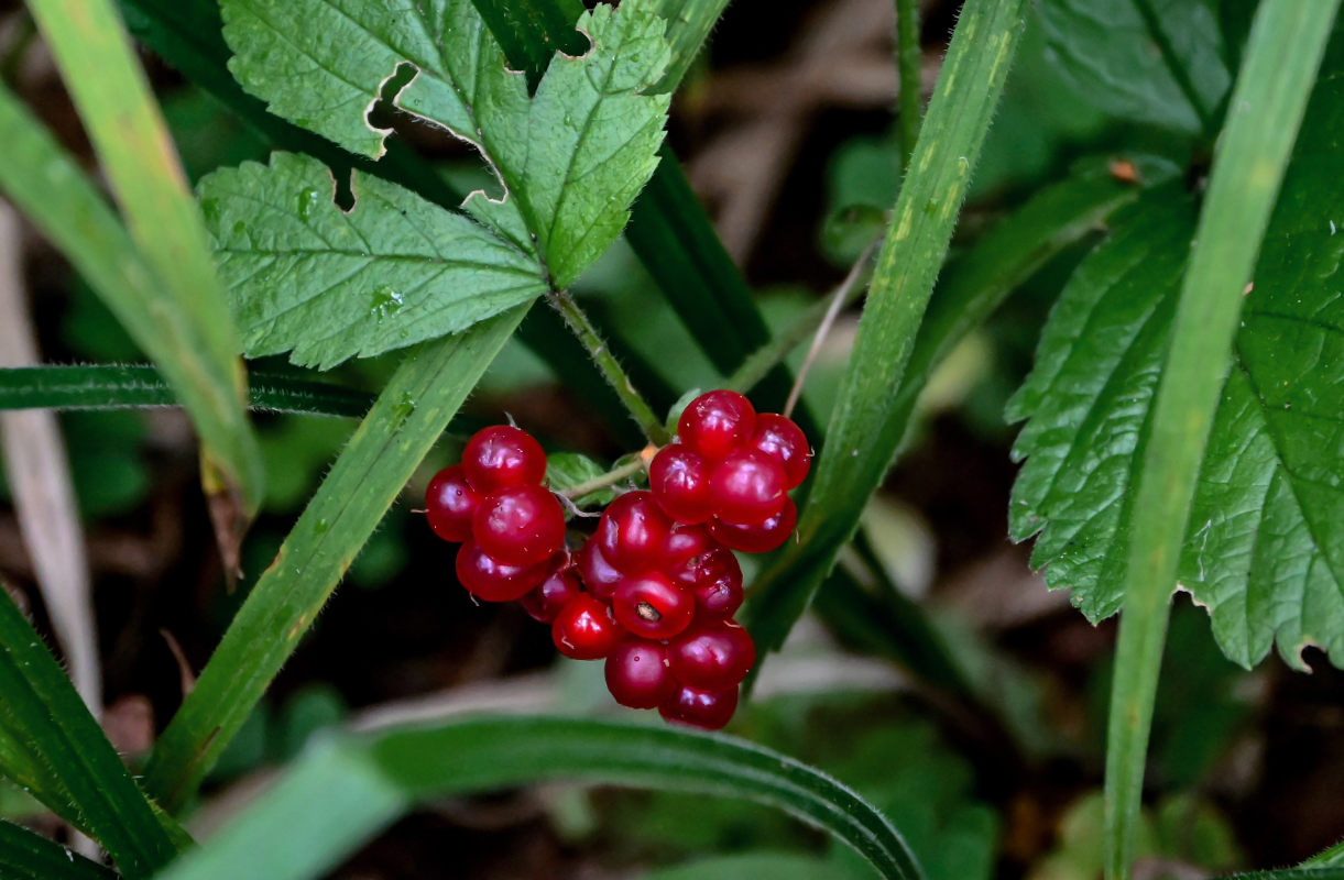 Изображение особи Rubus saxatilis.