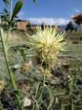 Centaurea reflexa. Веточка с соцветием. Дагестан, Магарамкентский р-н, с. Новое Каракюре, пустырь. 05.08.2024.