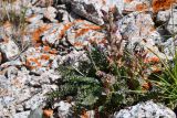 Pedicularis violascens