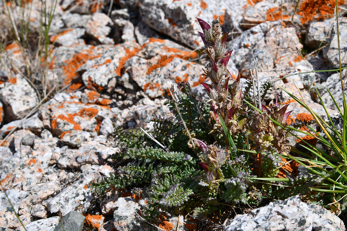 Image of Pedicularis violascens specimen.