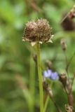 Jasione montana