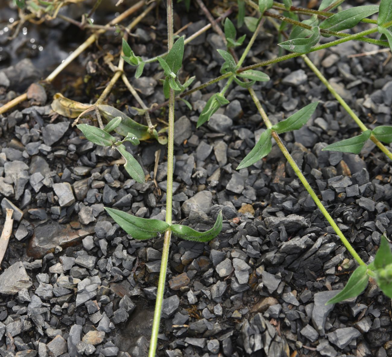 Image of familia Caryophyllaceae specimen.