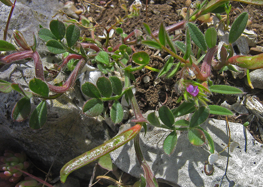 Изображение особи Vicia lathyroides.