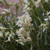 Silene graminifolia