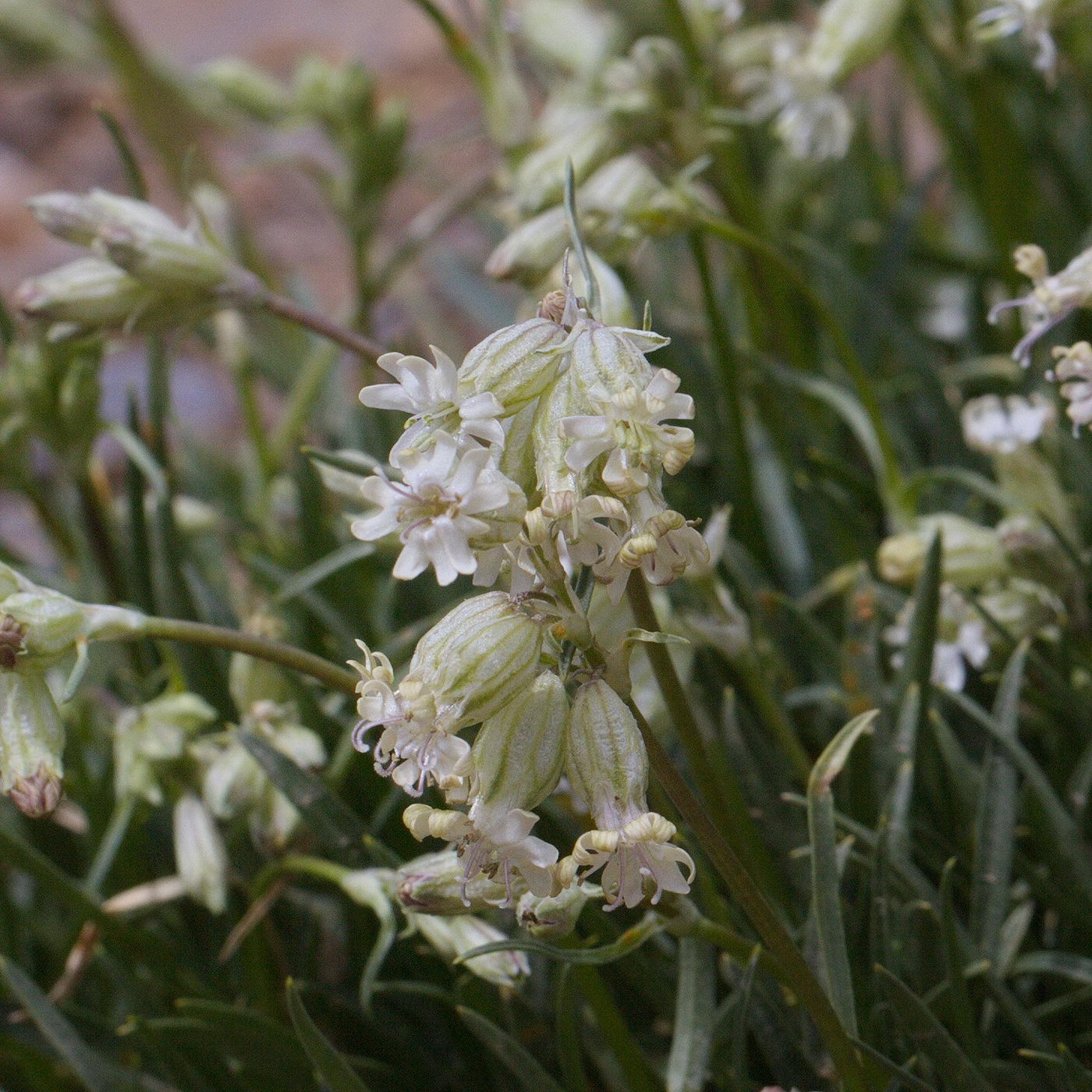 Изображение особи Silene graminifolia.