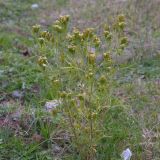 Смотреть изображение семейство Asteraceae