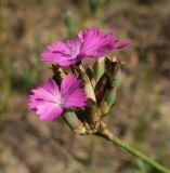 Смотреть изображение Dianthus platyodon