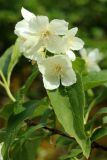 View full-size image Philadelphus coronarius