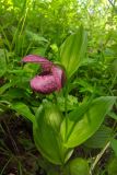 View full-size image Cypripedium macranthos