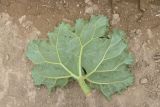 View full-size image Rheum ribes