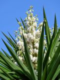View full-size image Yucca gigantea