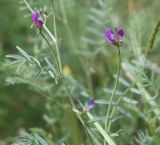 View full-size image genus Astragalus