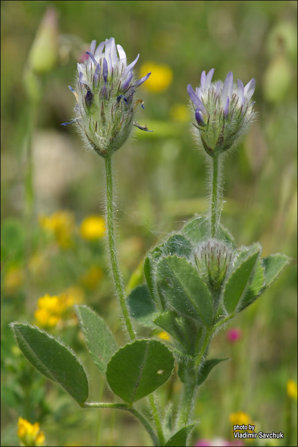 Изображение особи Trigonella rotundifolia.