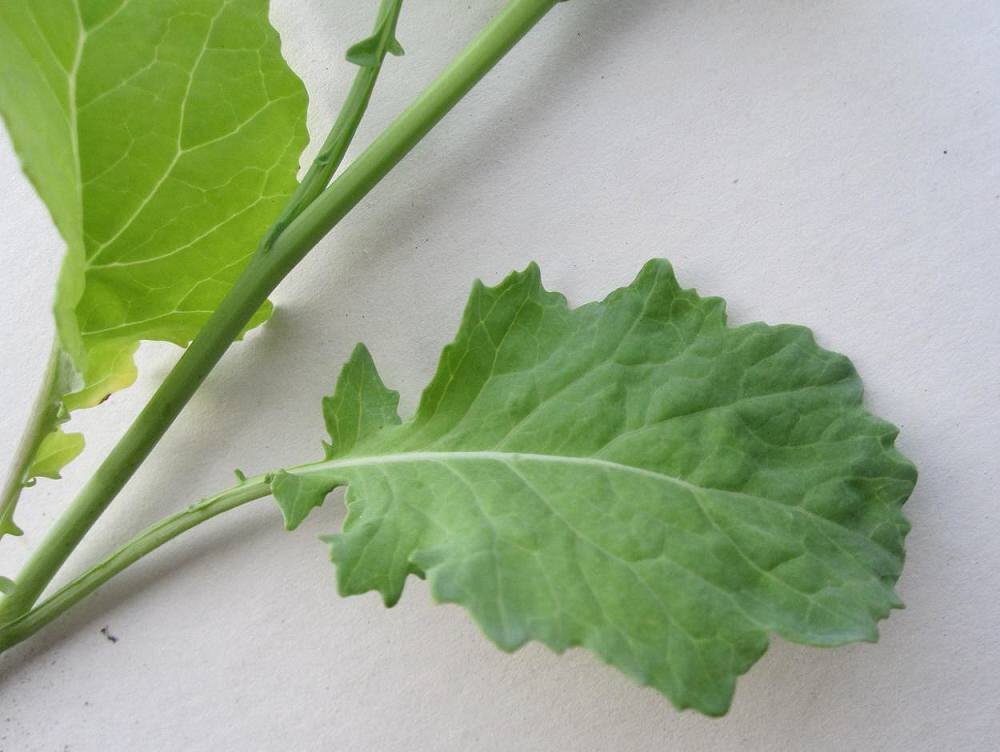 Image of Sisymbrium volgense specimen.