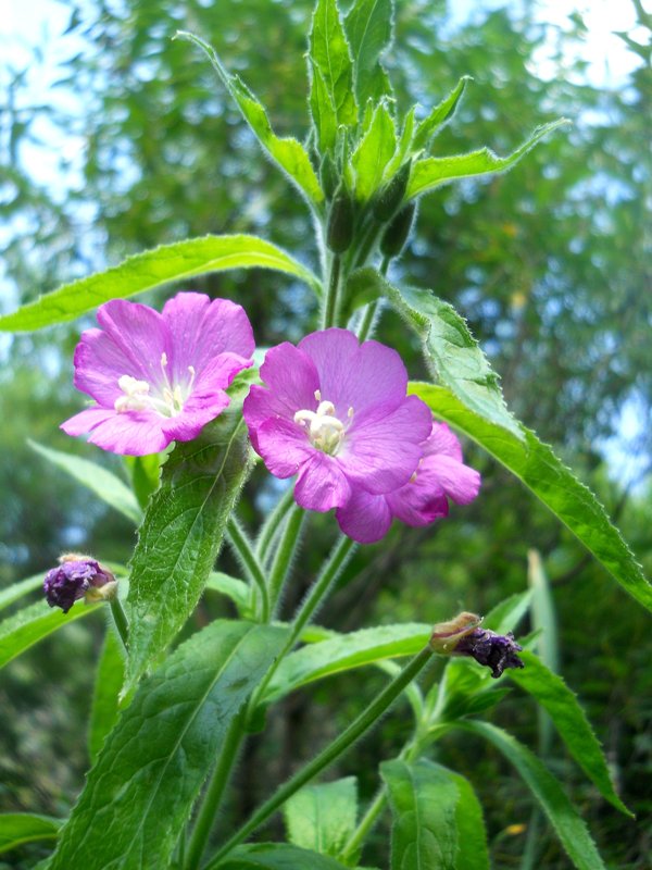 Image of Epilobium hirsutum specimen.