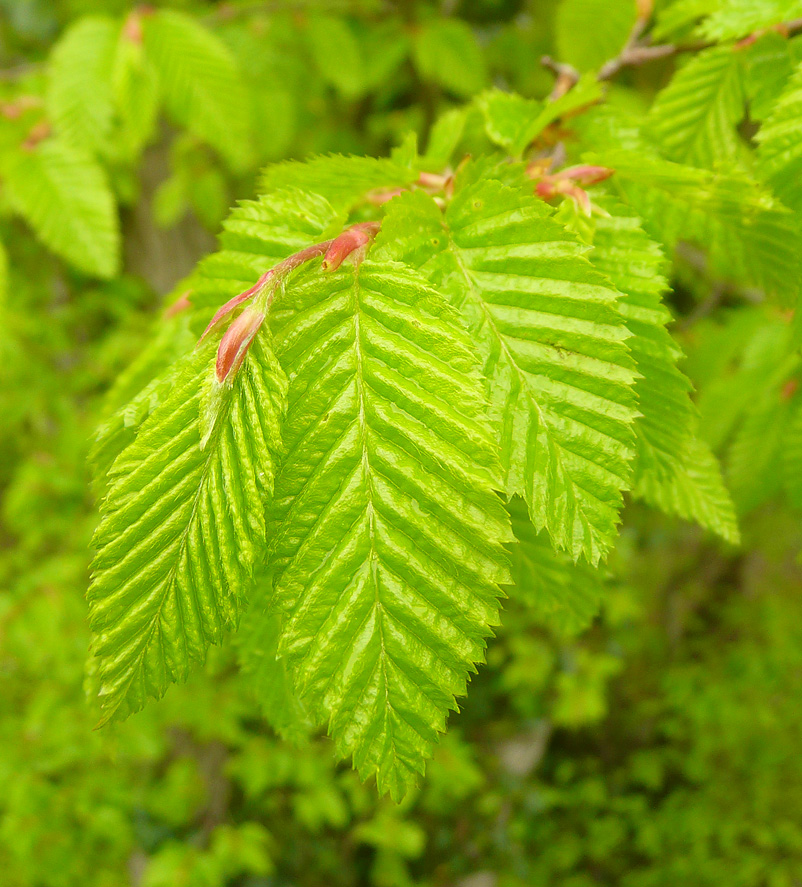 Image of Carpinus orientalis specimen.