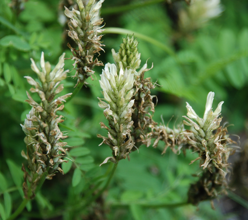 Изображение особи Astragalus inopinatus.