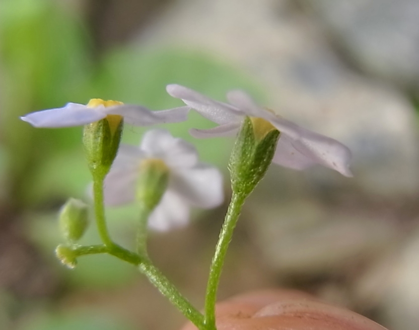 Image of genus Myosotis specimen.