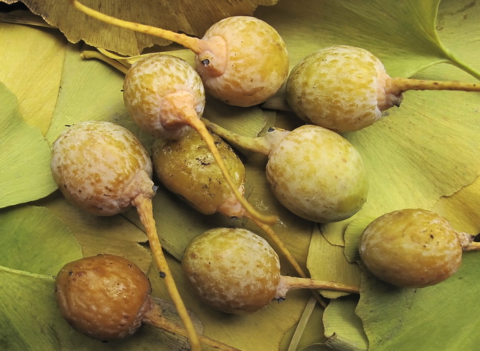 Image of Ginkgo biloba specimen.