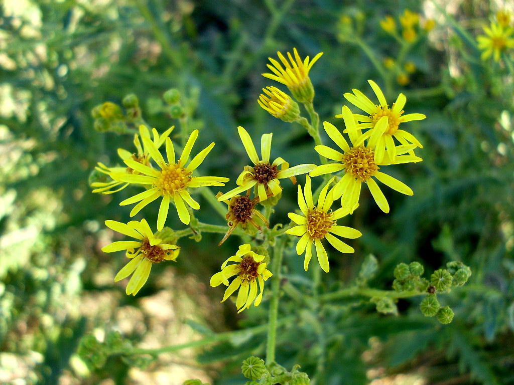 Image of Senecio grandidentatus specimen.