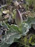 Tulipa greigii. Растение с бутоном. Южный Казахстан, хр. Боролдайтау, ущ. Кенузен. 29.04.2007.