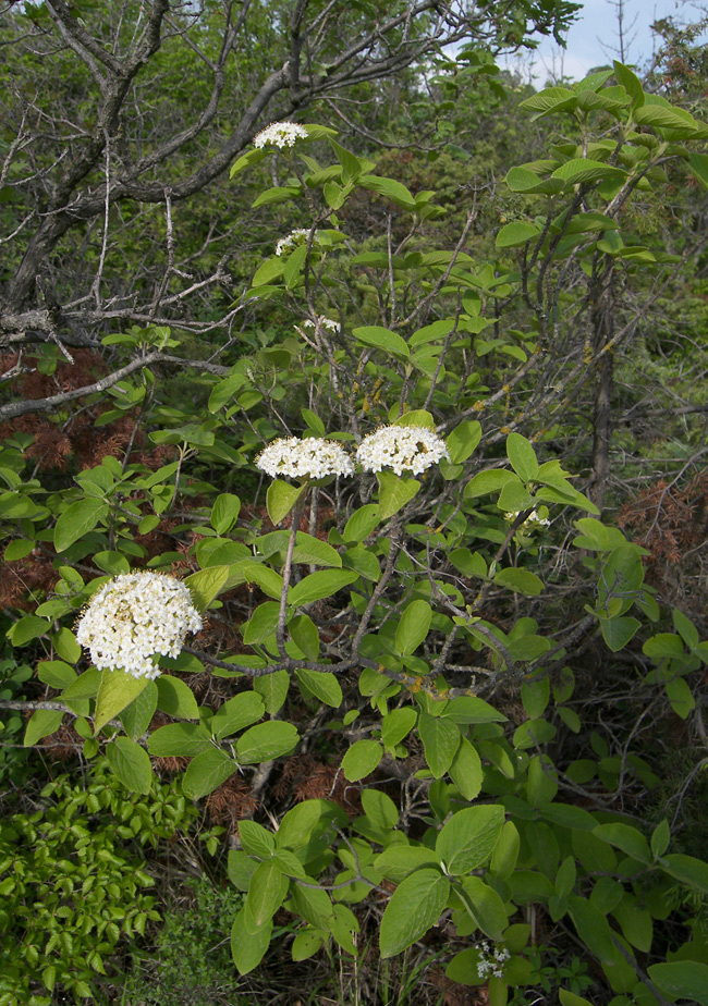 Image of Viburnum lantana specimen.