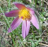 Pulsatilla vulgaris