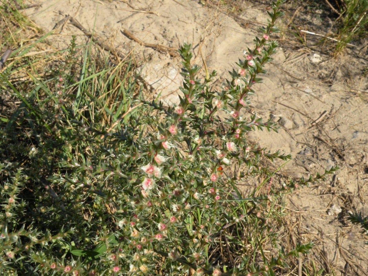 Изображение особи Salsola tragus.