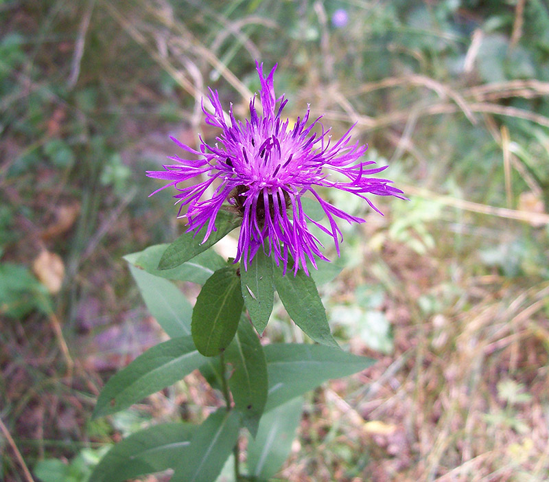 Image of Centaurea phrygia specimen.