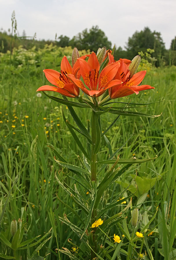 Image of Lilium pensylvanicum specimen.